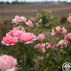 Heirloom Roses Amiga Mia Discount