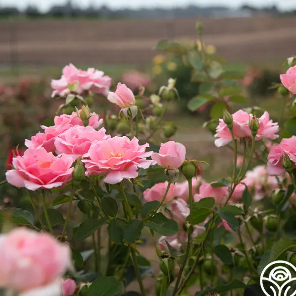 Heirloom Roses Amiga Mia Discount