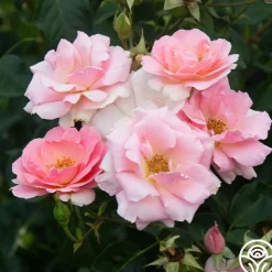 Heirloom Roses Amiga Mia Discount