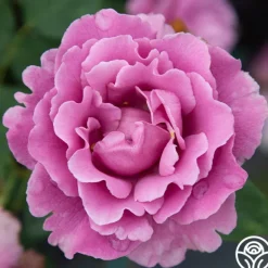 Heirloom Roses Angel Face Best