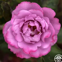 Heirloom Roses Angel Face Best