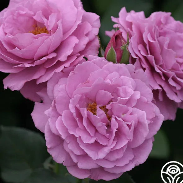 Heirloom Roses Angel Face Best