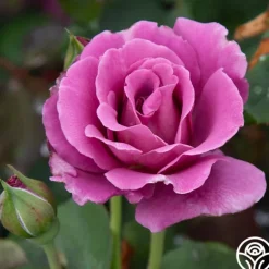 Heirloom Roses Angel Face Best