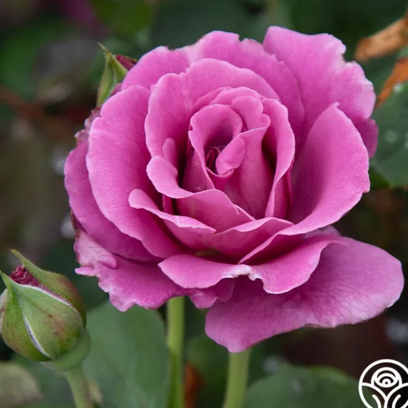 Heirloom Roses Angel Face Best