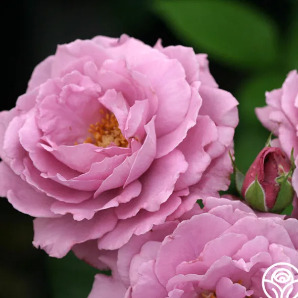 Heirloom Roses Angel Face Best