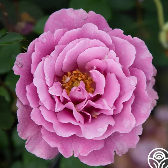 Heirloom Roses Angel Face Best