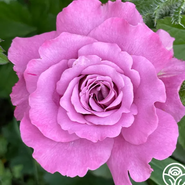 Heirloom Roses Angel Face Best