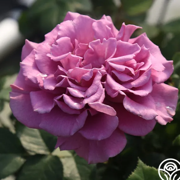 Heirloom Roses Angel Face Best