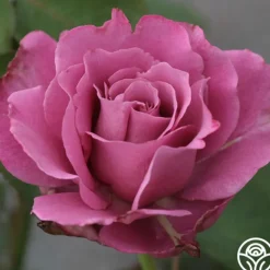 Heirloom Roses Angel Face Best