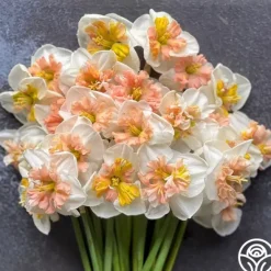 Heirloom Roses Angel Fire