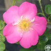 Heirloom Roses Angelina Best
