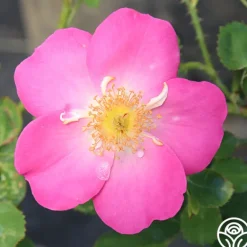 Heirloom Roses Angelina Best