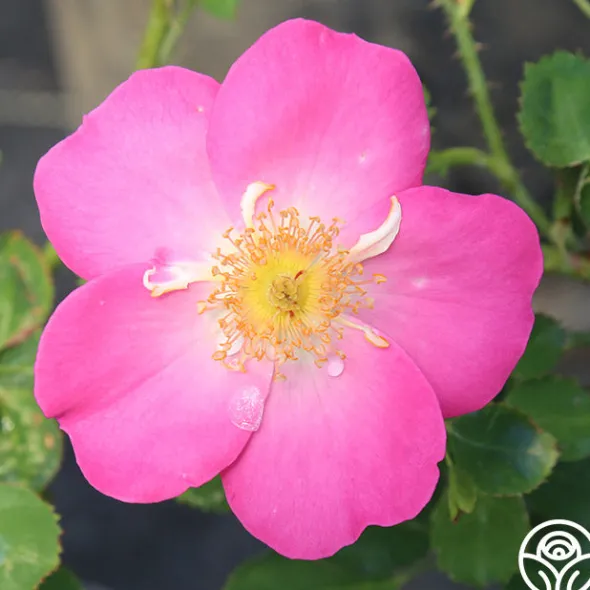 Heirloom Roses Angelina Best