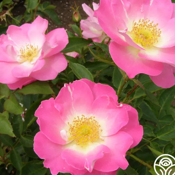 Heirloom Roses Angelina Best