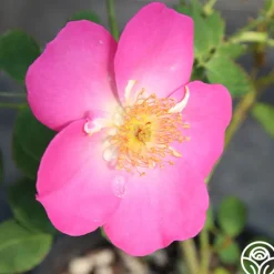 Heirloom Roses Angelina Best