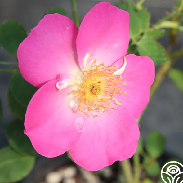 Heirloom Roses Angelina Best
