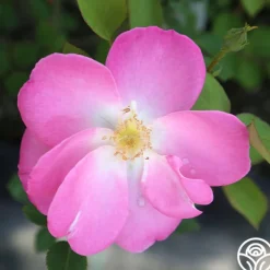 Heirloom Roses Angelina Best