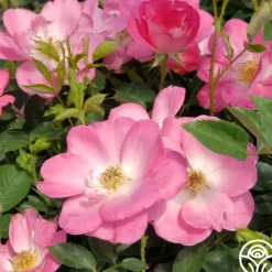 Heirloom Roses Angelina Best