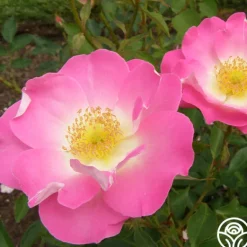 Heirloom Roses Angelina Best