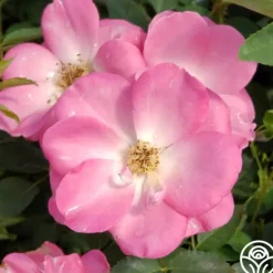Heirloom Roses Angelina Best
