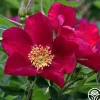 Heirloom Roses Ann Endt Online