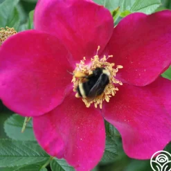 Heirloom Roses Ann Endt Online