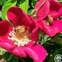 Heirloom Roses Ann Endt Online