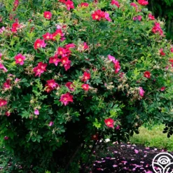 Heirloom Roses Ann Endt Online