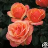 Heirloom Roses Anna's Promise Discount