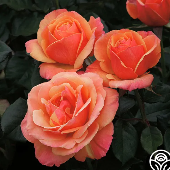 Heirloom Roses Anna's Promise Discount