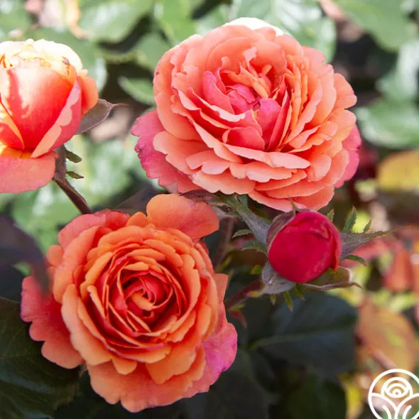 Heirloom Roses Anna's Promise Discount