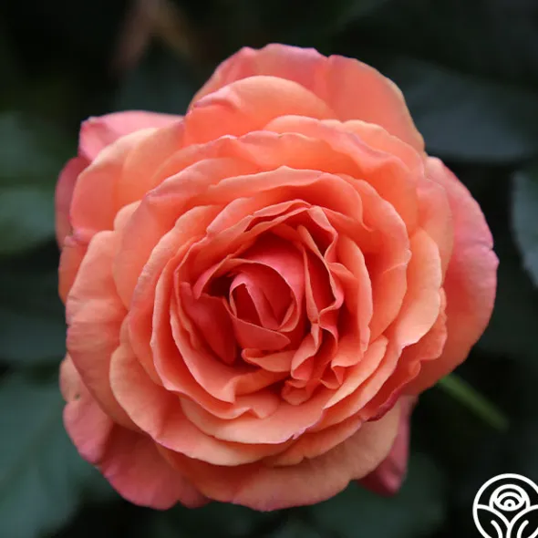 Heirloom Roses Anna's Promise Discount