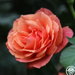 Heirloom Roses Anna's Promise Discount