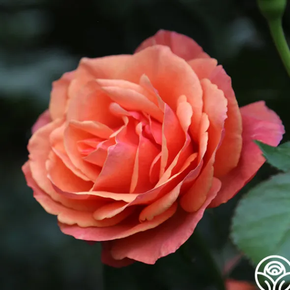 Heirloom Roses Anna's Promise Discount