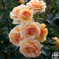 Heirloom Roses Anne Harkness® Discount
