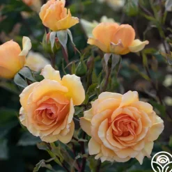 Heirloom Roses Anne Harkness® Discount