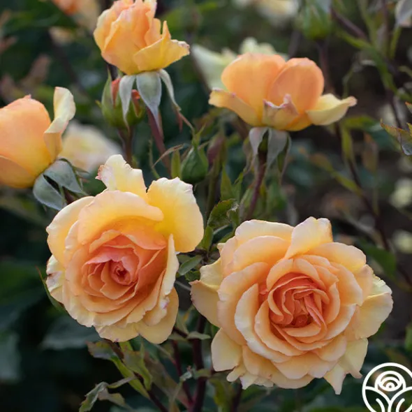 Heirloom Roses Anne Harkness® Discount