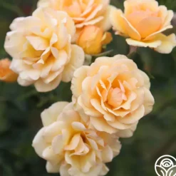 Heirloom Roses Anne Harkness® Discount