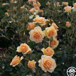 Heirloom Roses Anne Harkness® Discount