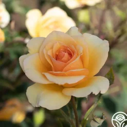 Heirloom Roses Anne Harkness® Discount