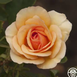 Heirloom Roses Anne Harkness® Discount
