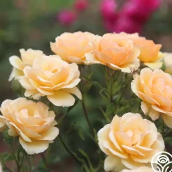 Heirloom Roses Anne Harkness® Discount