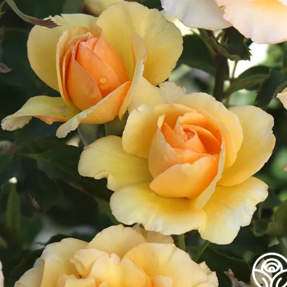 Heirloom Roses Anne Harkness® Discount