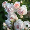 Heirloom Roses Anne Hathaway™ Outlet