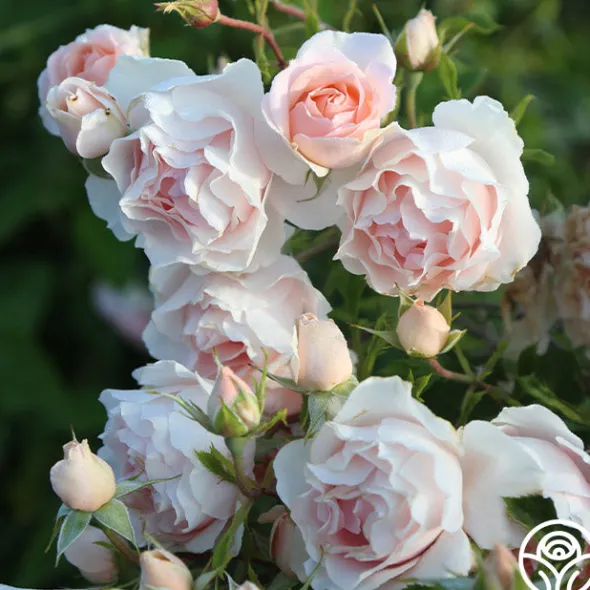 Heirloom Roses Anne Hathaway™ Outlet