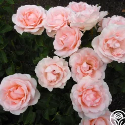 Heirloom Roses Anne Hathaway™ Outlet