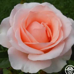 Heirloom Roses Anne Hathaway™ Outlet