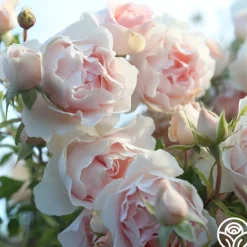 Heirloom Roses Anne Hathaway™ Outlet