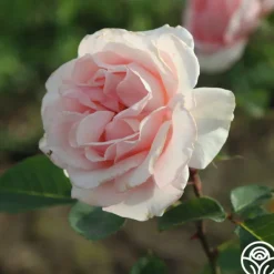 Heirloom Roses Anne Hathaway™ Outlet