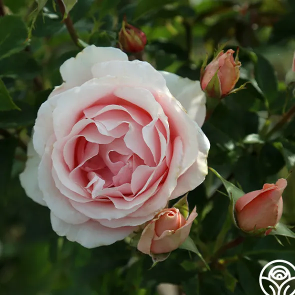 Heirloom Roses Anne Hathaway™ Outlet